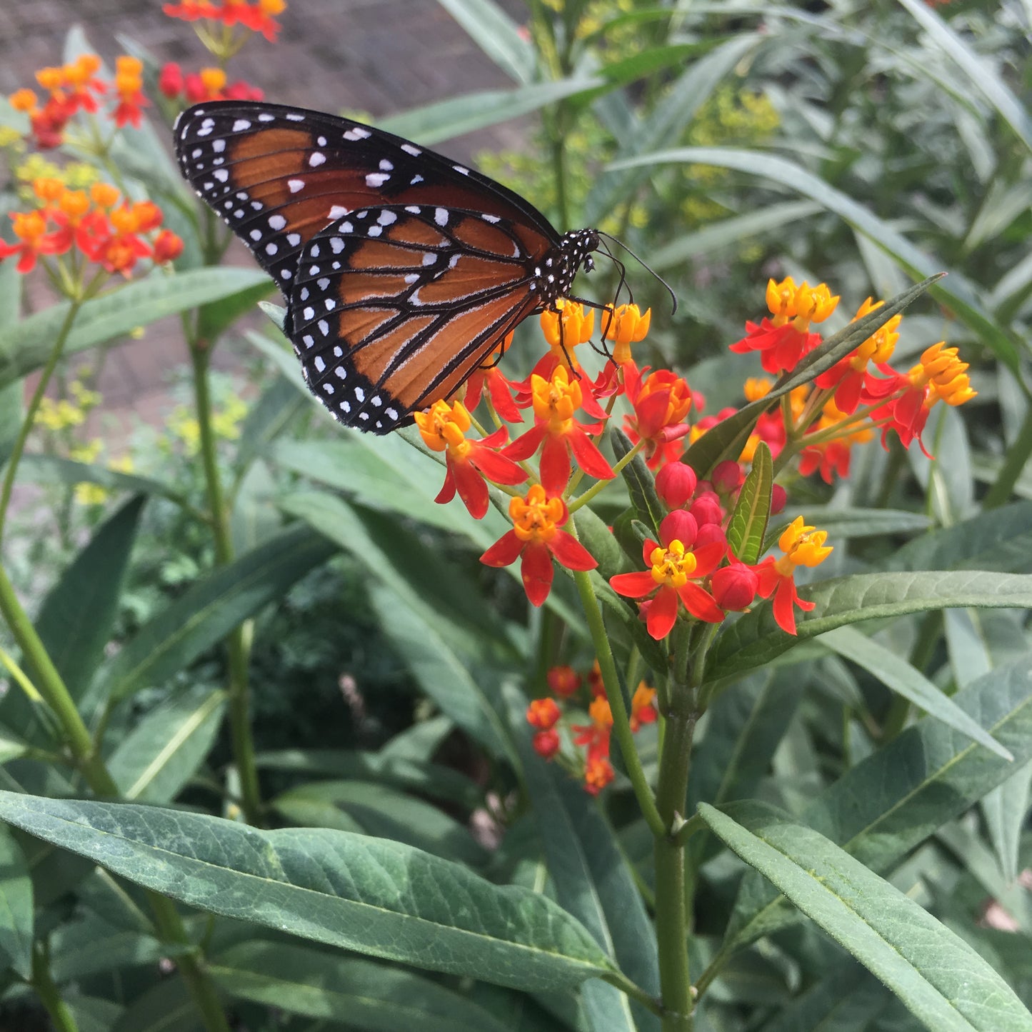 Butterfly Bush, Tropical Milkweed Seeds