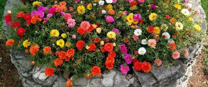 Moss Rose Mixed Color Bloom Seeds
