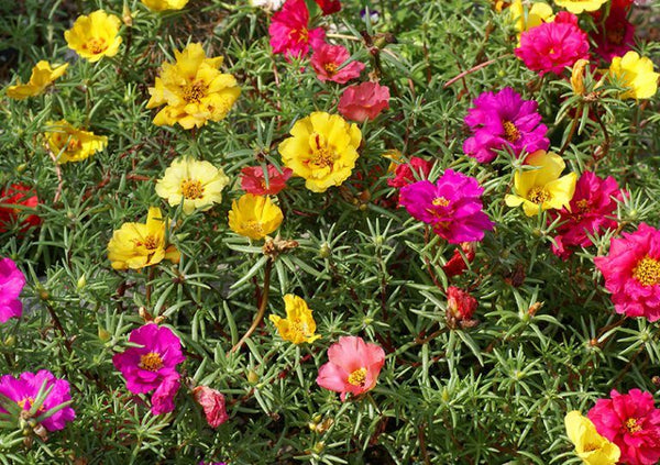 Moss Rose Mixed Color Bloom Seeds – Gran's Garden Seeds