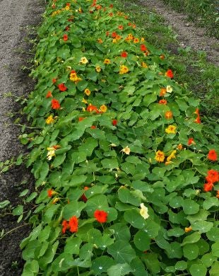 Nasturtium Orange Double Gleam Trailing Seeds