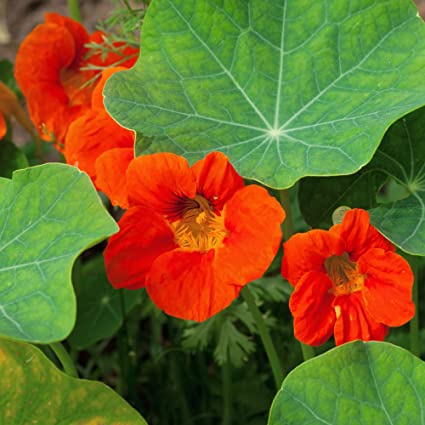 Nasturtium Orange Double Gleam Trailing Seeds