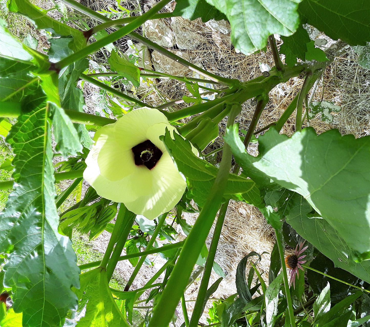 Okra Seeds, Clemson Heirloom