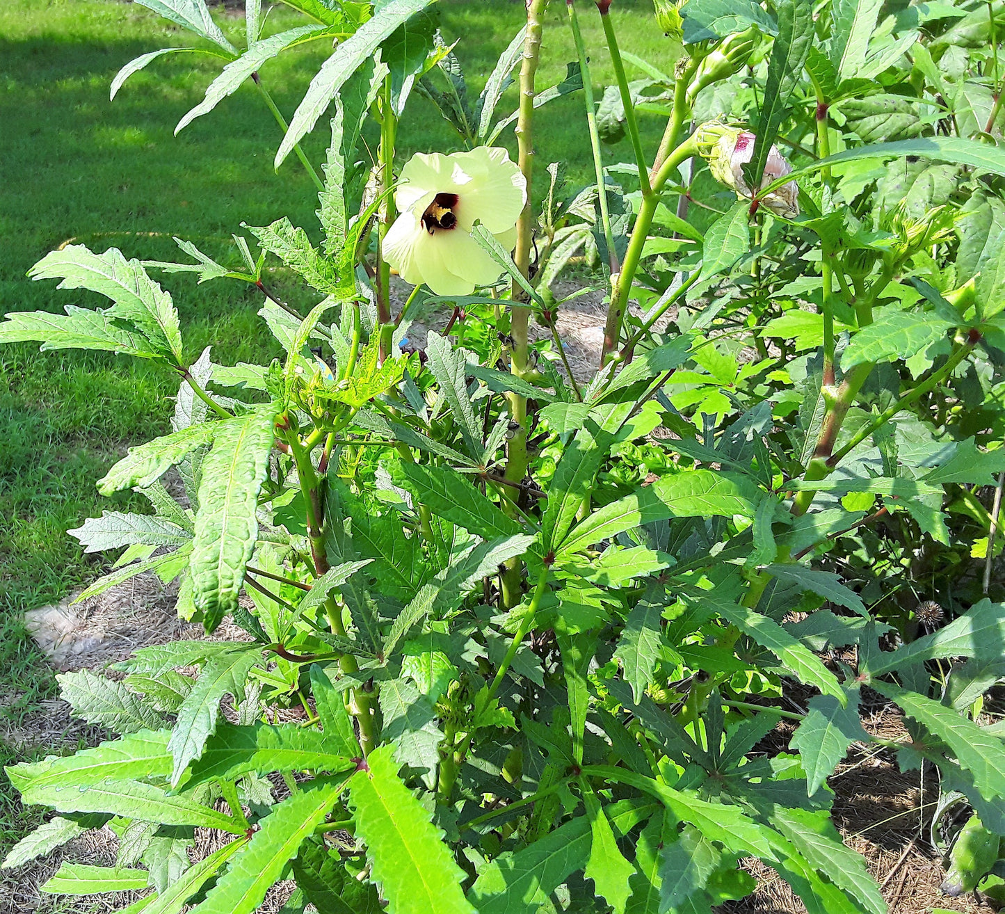 Okra Seeds, Clemson Heirloom