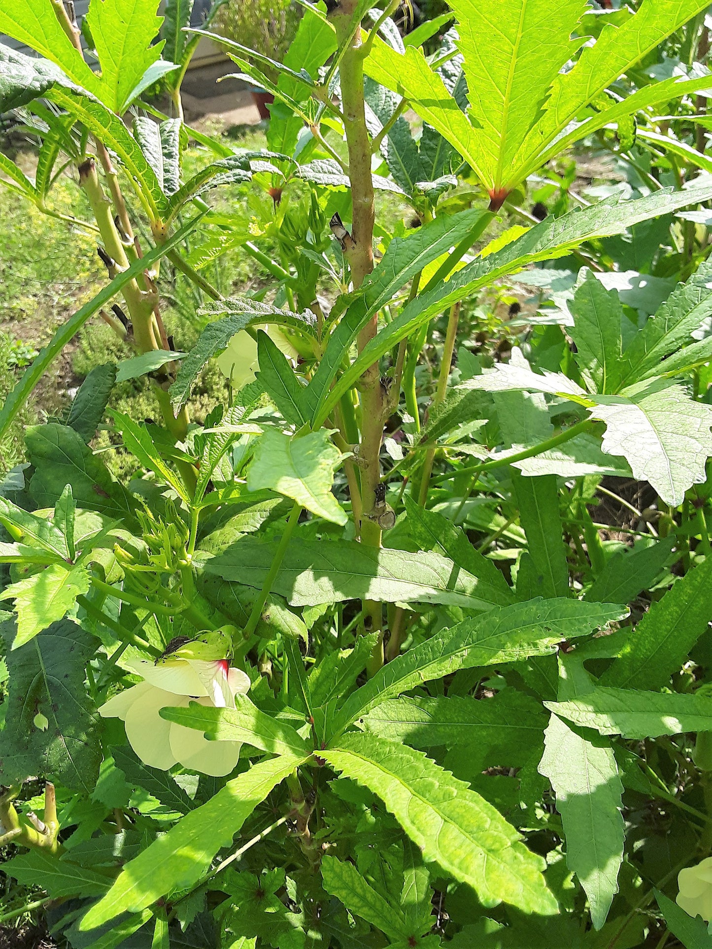 Okra Seeds, Clemson Heirloom