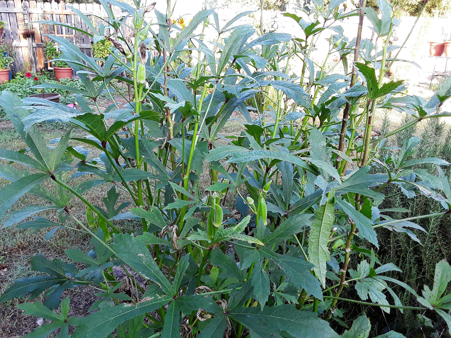 Okra Seeds, Clemson Heirloom