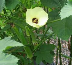 Okra Seeds, Clemson Heirloom