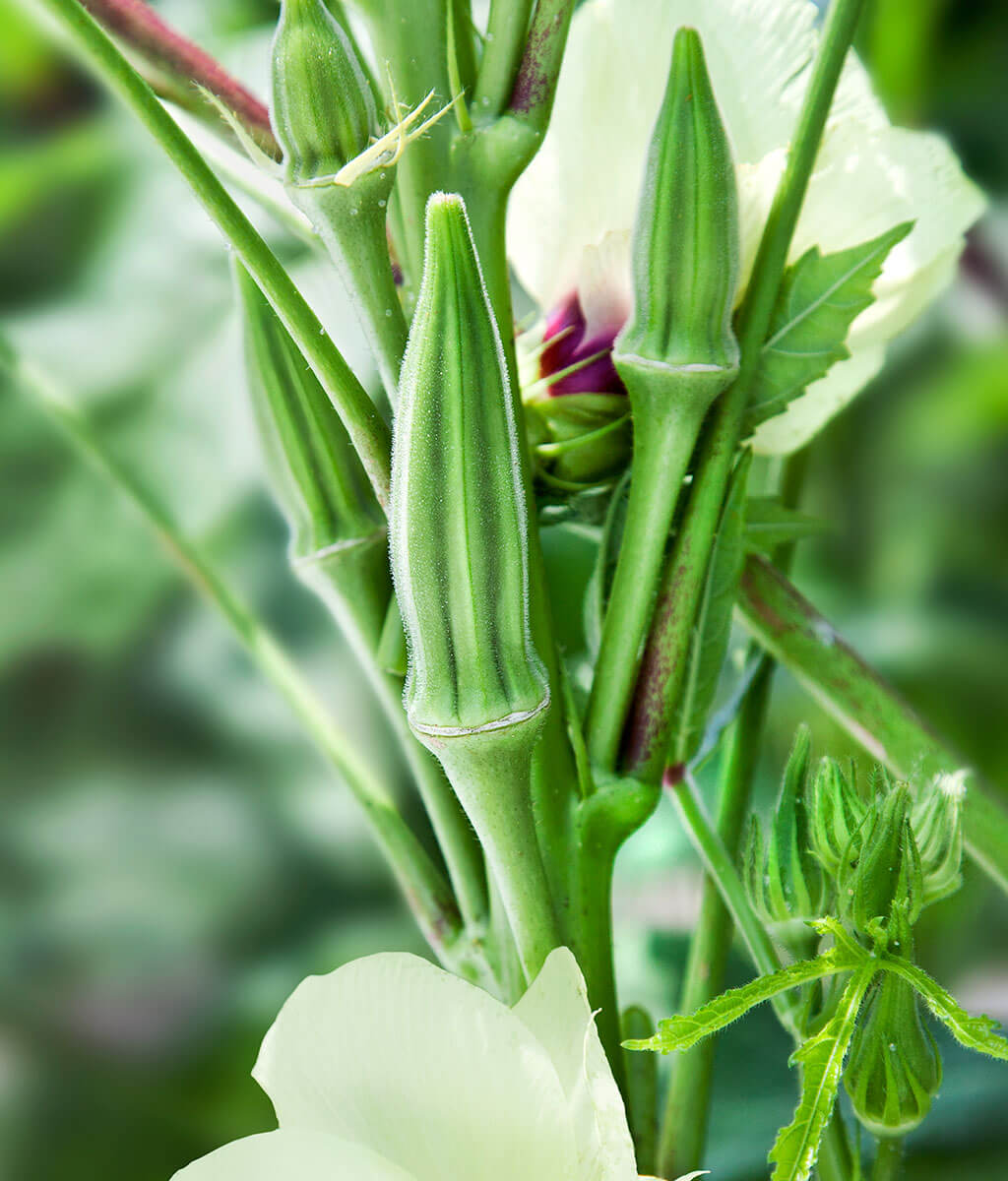 Okra Seeds, Clemson Heirloom