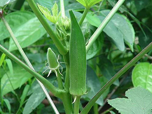 Okra Seeds, Clemson Heirloom