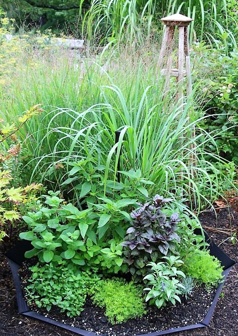 Oregano Greek Herb Seeds