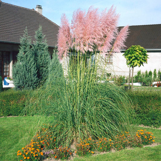 Pink Pampas Ornamental Grass Seeds