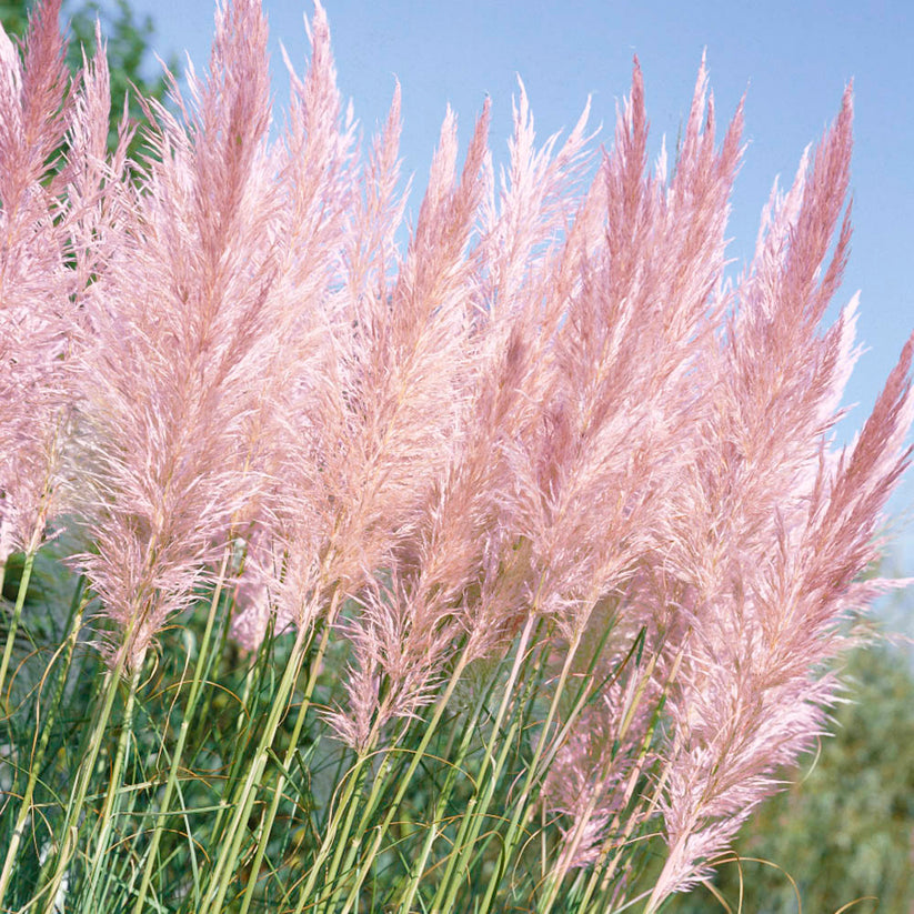 Pink Pampas Ornamental Grass Seeds – Gran's Garden Seeds