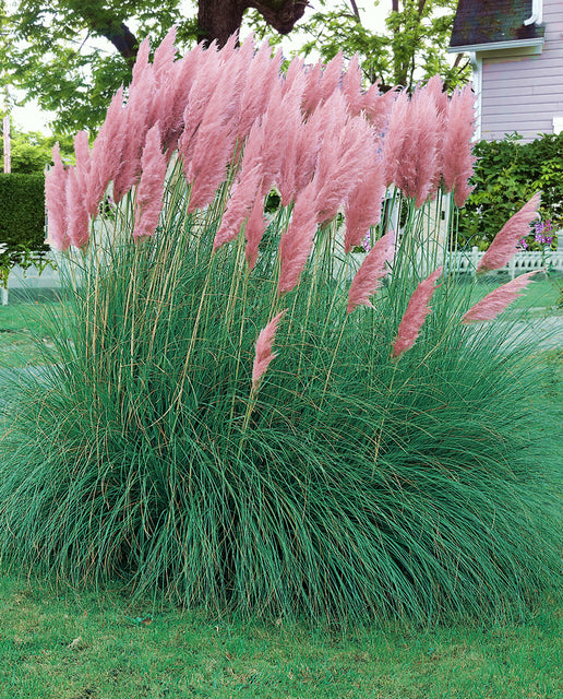 Pink Pampas Ornamental Grass Seeds