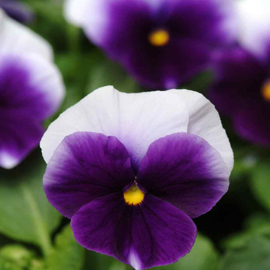 Pansy Beaconsfield Seeds