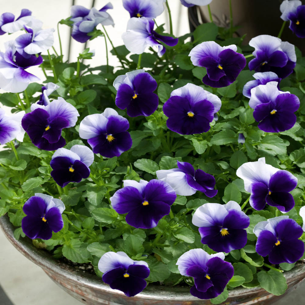 Pansy Beaconsfield Seeds