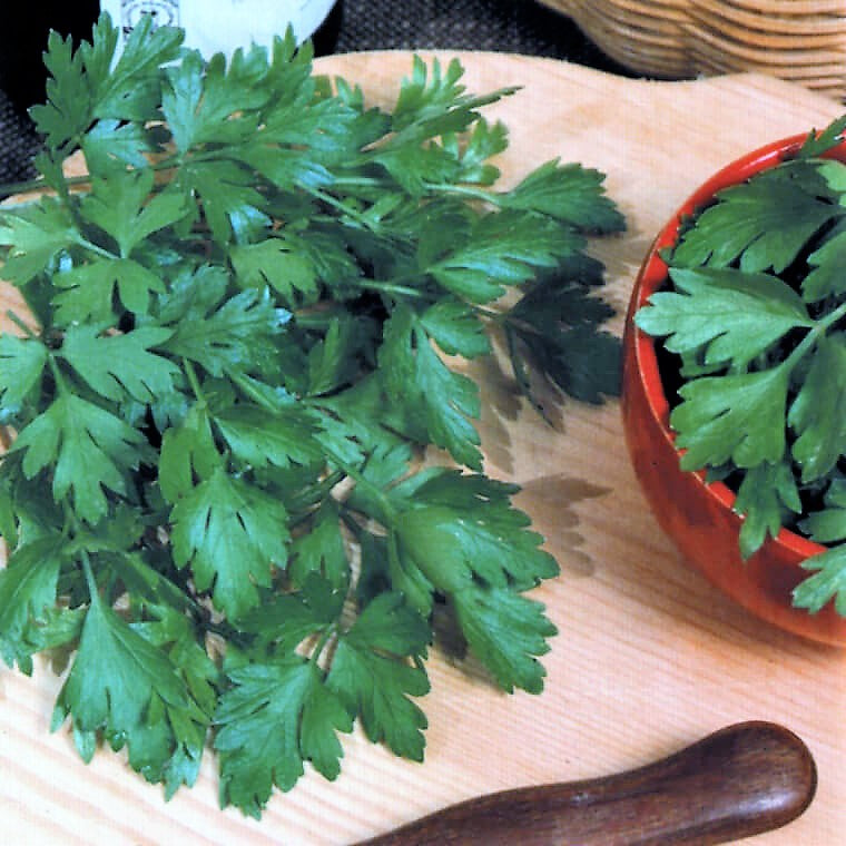 Parsley Seeds, Heirloom Italian Parsley