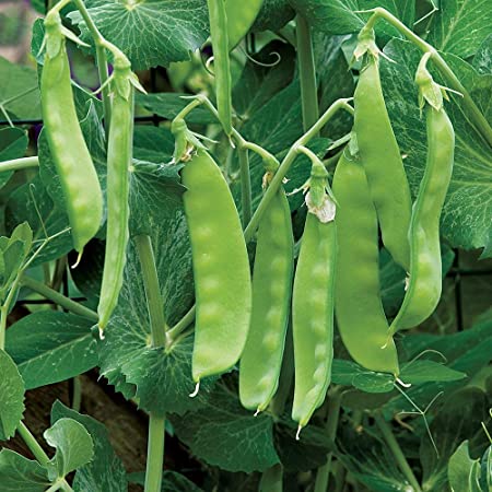 Pea Pod, Mammoth Melting Sugar Pea Pod Seeds