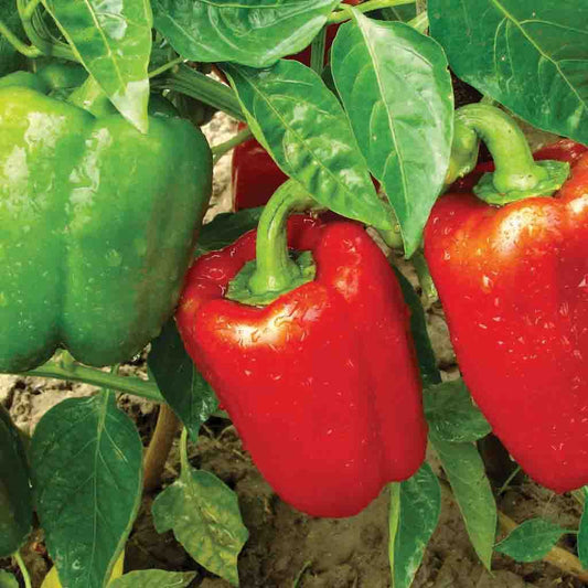 Pepper, California Wonder Heirloom Sweet Pepper Seeds