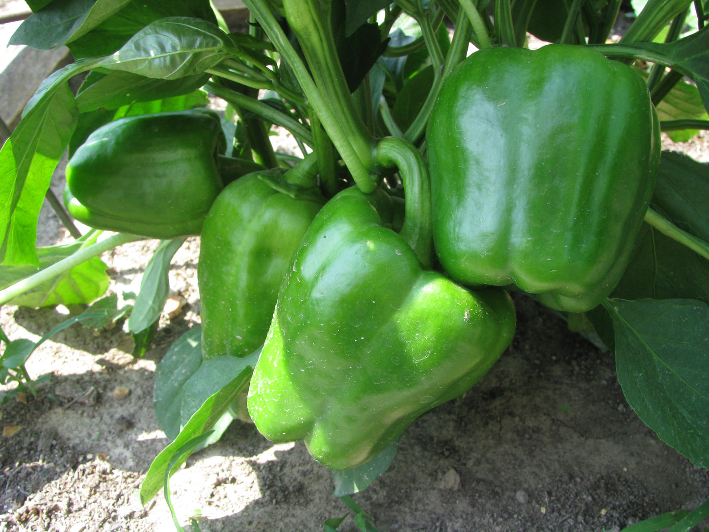 Pepper, California Wonder Heirloom Sweet Pepper Seeds