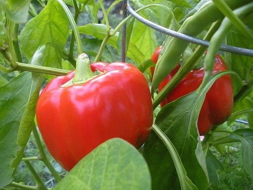 Pepper, California Wonder Heirloom Sweet Pepper Seeds