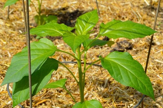 Pepper, California Wonder Heirloom Sweet Pepper Seeds