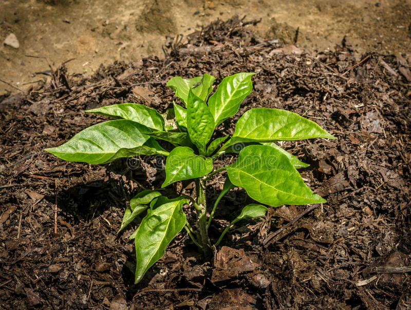 Pepper, California Wonder Heirloom Sweet Pepper Seeds