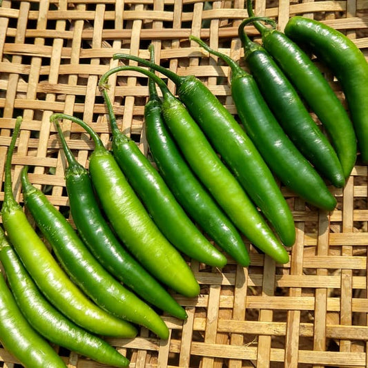 Pepper, Serrano Hot Pepper Seeds