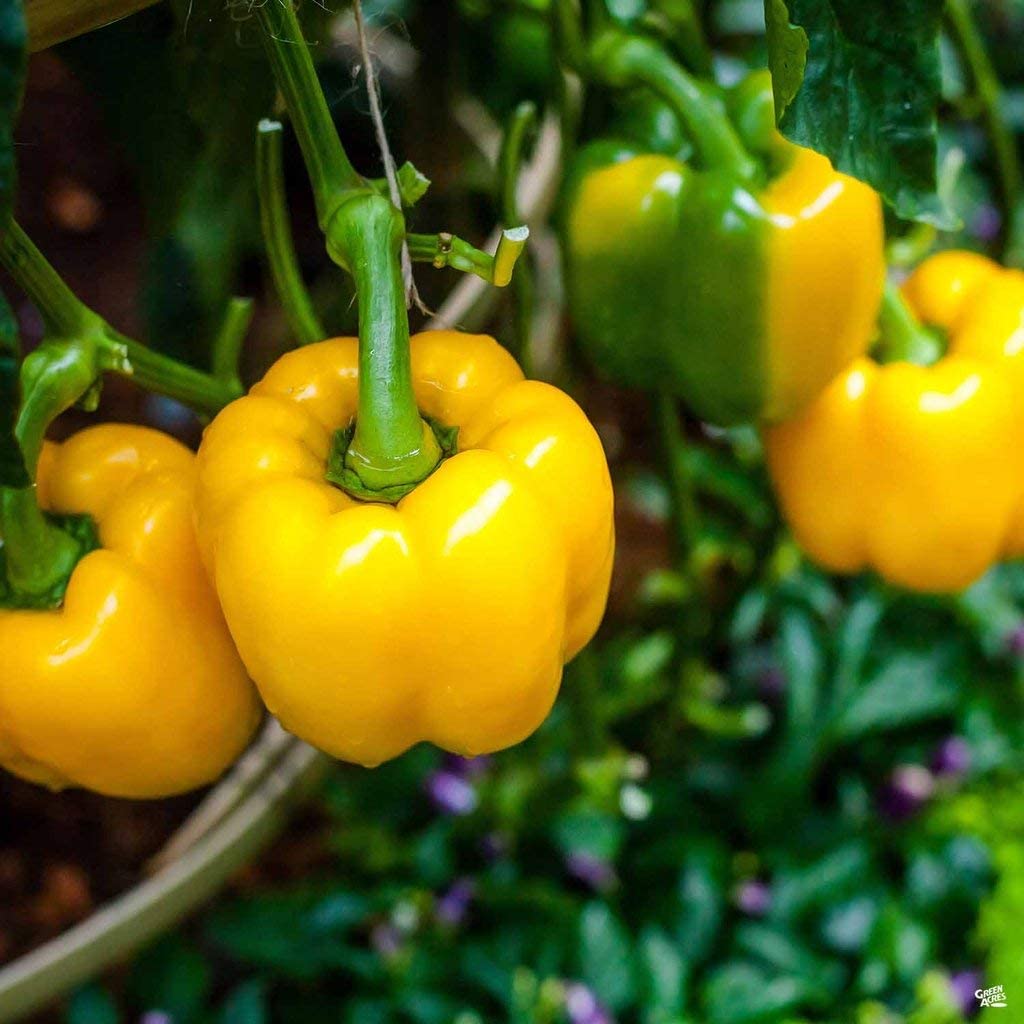 Pepper, Sunbright Sweet Pepper Seeds