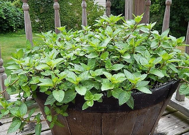 Peppermint Herb Seeds
