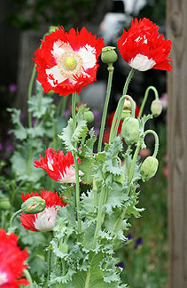 Poppy Danish Flag Seeds
