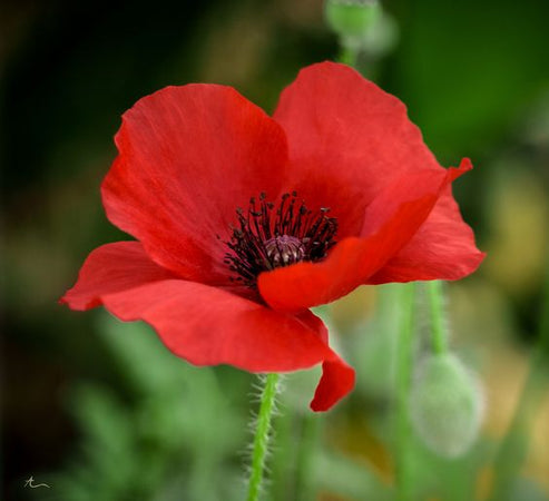 Poppy, Red Poppy Wildflower Seeds – Gran's Garden Seeds