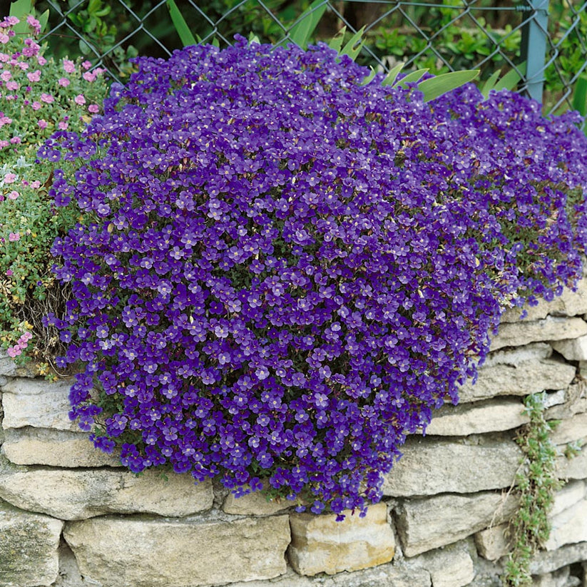 Rock Cress Seeds, Cascading Blue (Purple) – Gran's Garden Seeds
