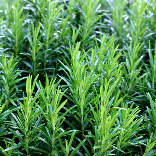 Rosemary Herb Seeds