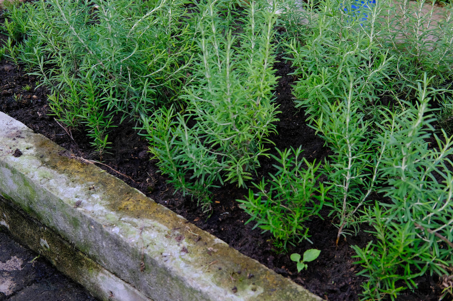 Rosemary Herb Seeds