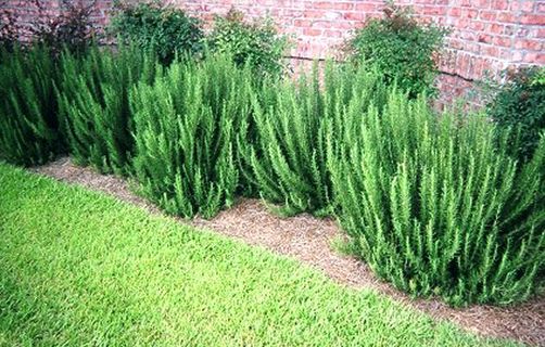 Rosemary Herb Seeds