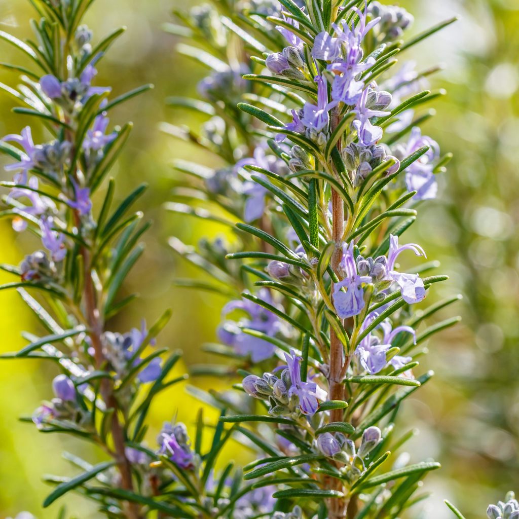 Rosemary Herb Seeds