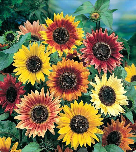 Sunflower Seeds, Autumn Beauty Mixed Colors