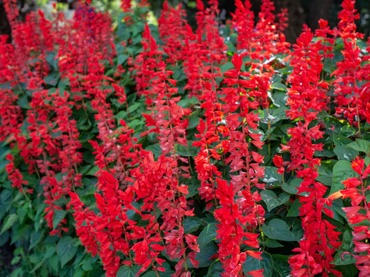 Salvia Scarlet Sage Seeds