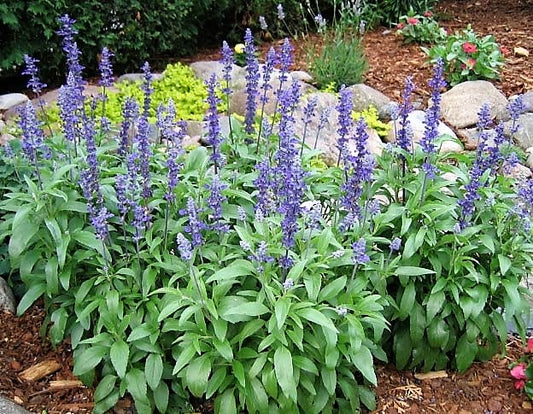 Salvia Victoria Blue Seeds