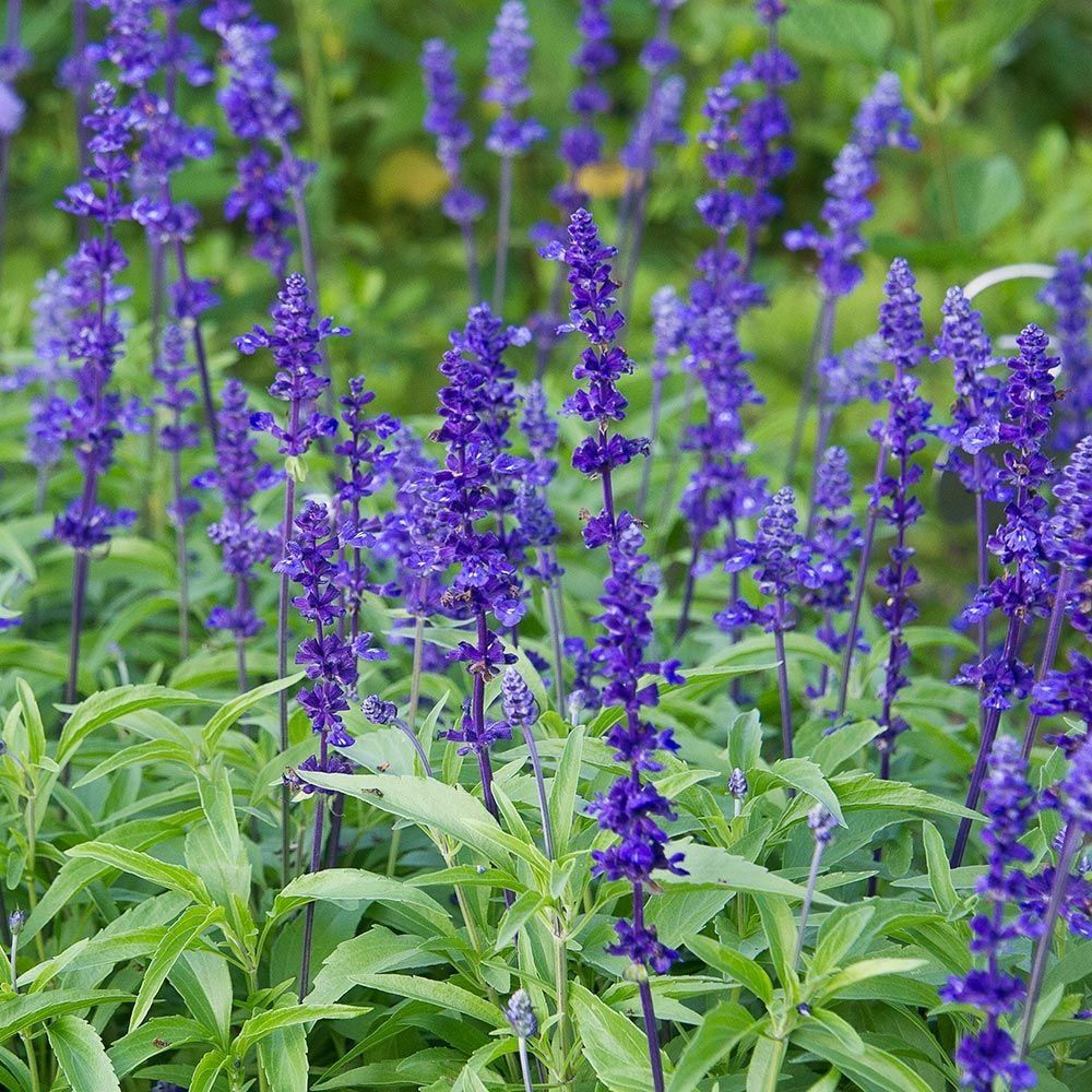 Salvia Victoria Blue Seeds