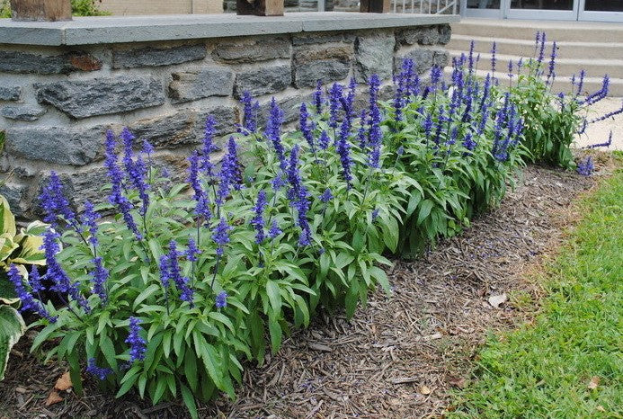 Salvia Victoria Blue Seeds