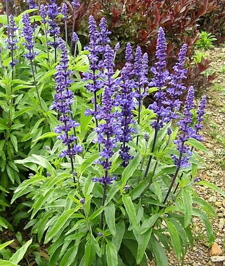 Salvia Victoria Blue Seeds