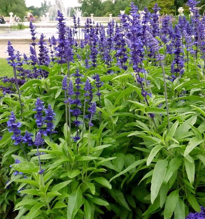 Salvia Victoria Blue Seeds