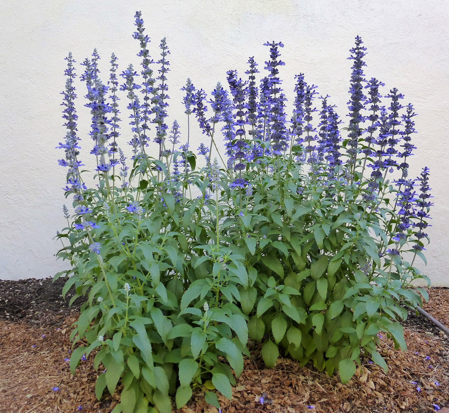 Salvia Victoria Blue Seeds