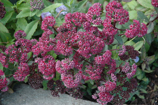 Sedum Emperors Wave Seeds
