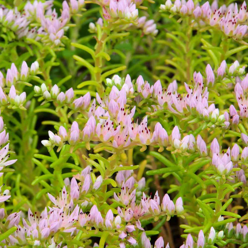Sedum Pink Seastar Seeds, Succulent Ground Cover