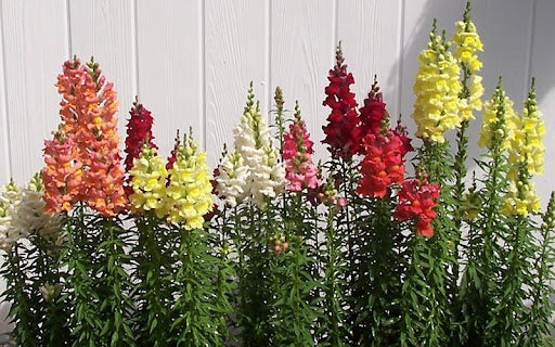 Snapdragon, Rocket Mixed Color Flower Seeds