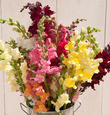 Snapdragon, Rocket Mixed Color Flower Seeds