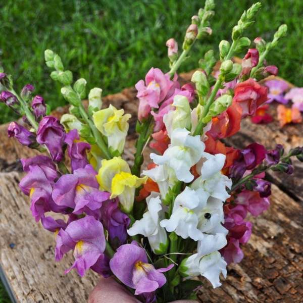 Snapdragon, Rocket Mixed Color Flower Seeds