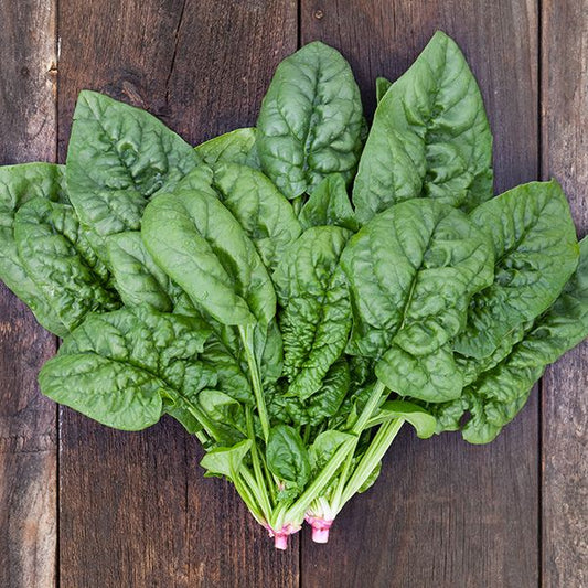 Spinach, Organic Bloomsdale Spinach Seeds