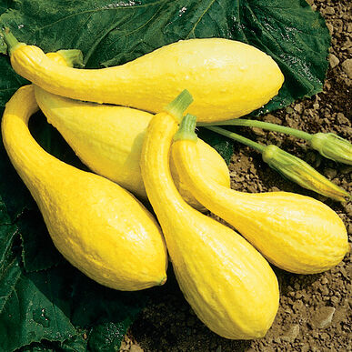 Squash, Organic Crookneck Squash Seeds